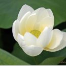 시절인연 이미지