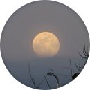 홍릉 | 홍릉숲 음악회 후기