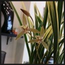 까도(CADEAU) 이미지