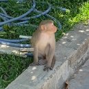 베트남 다낭 가볼만한곳 영흥사 링엄사 Linh Ung Pagoda