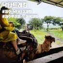 낙타트래킹 제주투어패스로 낙타타기체험 비오는날에도 가능