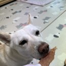 도기머기 이미지