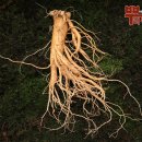 뿌리농산 - 원주시 남원로 288-6 | 뿌리농산