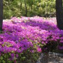 편백자연휴양림 이미지