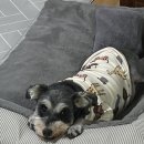 까까댕이 이미지