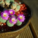 다육이(코노피튬 Conophytum)외 추가 이미지