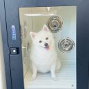 올리스 이미지