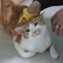 굿펫 | &#39;몬도미오펫 더콤마 v2&#39; 기호성 굿, 죽은 털 제거 고양이 빗 찐 후기