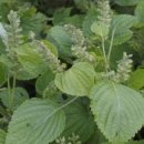 도화리마을 이미지