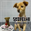 댕파티셰 이미지