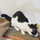 동식농장 | 간편하게 사용한 엑티펫(Actipet) Anxiety Free 영양제간식! 진짜 효과 있었어서 솔직후기 남겨봅니다