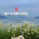 [여수 샤스타데이지 카페] 더 포레스트랜드 방문기 | 실시간 꽃 개화 상황 + 애견동반 가능