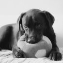 참동물의료센터 이미지