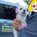 보리펫택시 이미지