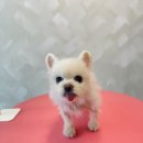 펫피르그루밍 이미지