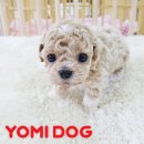 군자애견 이미지