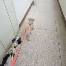 강아지 와요와요 | 대전 방문 펫시터 &#39;와요&#39; 앱 이용 후기