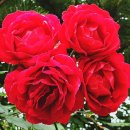 장미공원 주차장 이미지