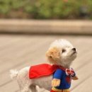 소문난 강아지 이미지