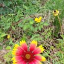 하칼라우-선두구동 연꽃 소류지 이미지