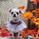 꿈꾸는강아지 이미지