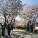 춘천댐 벚꽃 이미지