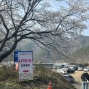 행복한 소풍 야영장 | 금산 보곡산골 산벚꽃축제 명소 추천 🌸 축제 후기 + 개화 상황 + 주차 꿀팁(2026.4.11 방문 후기)