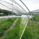 은행농장(염소) 이미지