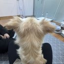 포인핸드 건강검진센터 | 포인핸드 유기견 입양 후기, 마포 서울동물복지지원센터 방문부터 ‘간지’→‘민뚱이’ 입양 과정 총정리