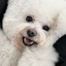 디디바스켓 이미지