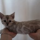 소유뱅갈캐터리 이미지