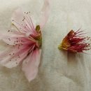 청구꽃농원 이미지