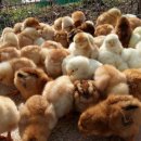 우리집농장 이미지