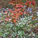 병산농원 이미지