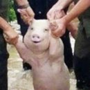 스마일농장 이미지