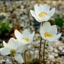 아네모네 이미지