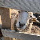 하진목장 이미지