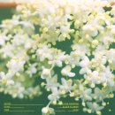 행복flower | Official髭男dism エルダーフラワー(Elder Flower) 노래 후기, 듣고 나서 오래 남는 감성 JPOP 추천