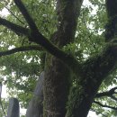 순천-36호 이미지