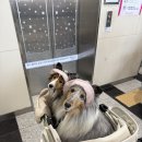 펫# | 2025 부산펫쇼 후기!