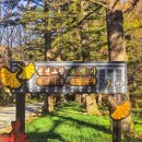 보석사   은행나무 | 충남 가볼만한 은행나무 명소 천년고찰 보석사 천년 은행나무