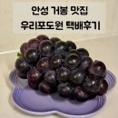 영온농장 | 안성 포도 맛집 | 올해도 한결 같은 당도 믿고 추천하는 곳 우리포도원 거봉 택배 후기