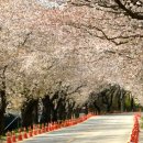 한폭의 거대한 수묵화, 월출산 벚꽃 백리길 이미지