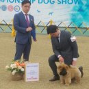 베스트 인 쇼 이미지