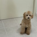 림&Doggy Salon 이미지