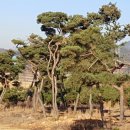 소나무조경