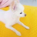 페츠온동물병원 네이버블로그
