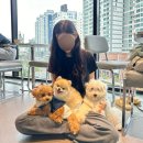 똥강아지 수제간식 | 서면 전포동 재방문한 신상 애견카페 넓은 인조잔디 루프탑이 있는 똥강아지 (태디기록)