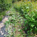 돌배농원 이미지