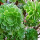 디지탈에버그린 이미지